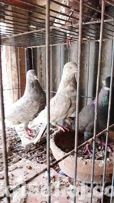 গিরিবাজ ৯ পিস কবুতর